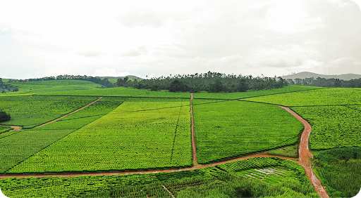 For Bare And Development Land